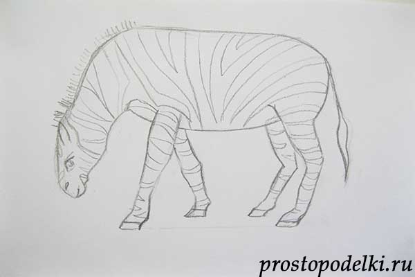 как нарисовать зебру-06
