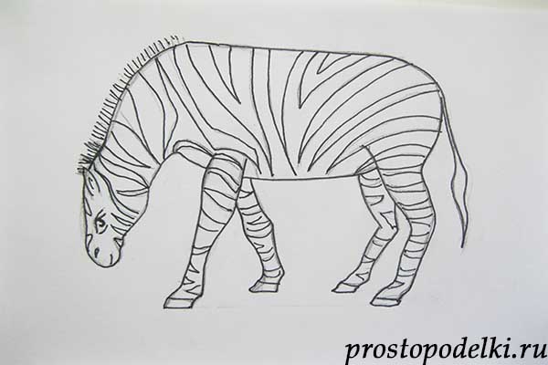 как нарисовать зебру-07