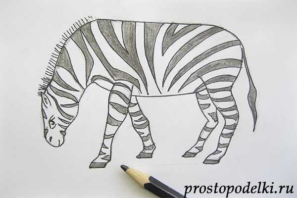 как нарисовать зебру-08