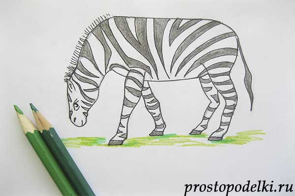 как нарисовать зебру-09