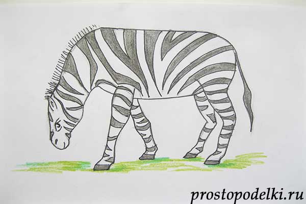 как нарисовать зебру-10