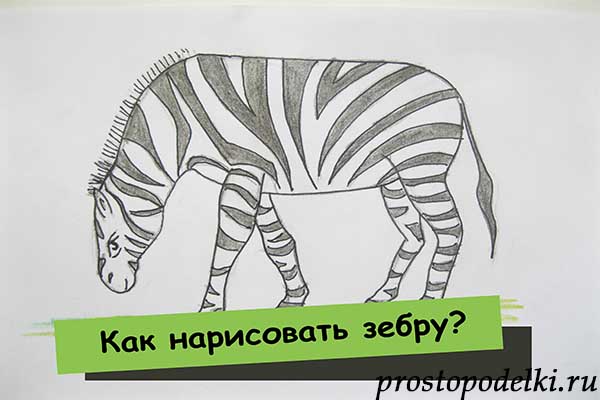 как нарисовать зебру-титул