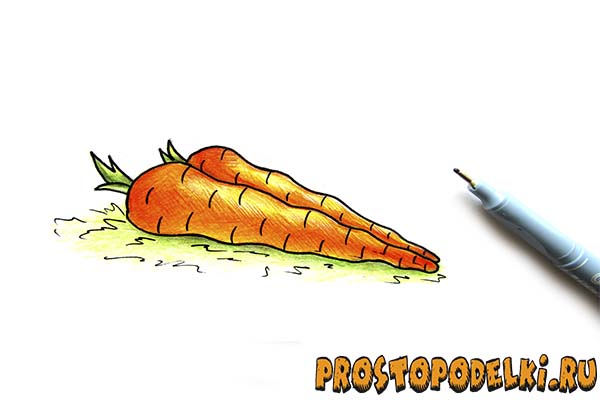 Как нарисовать морковь-10