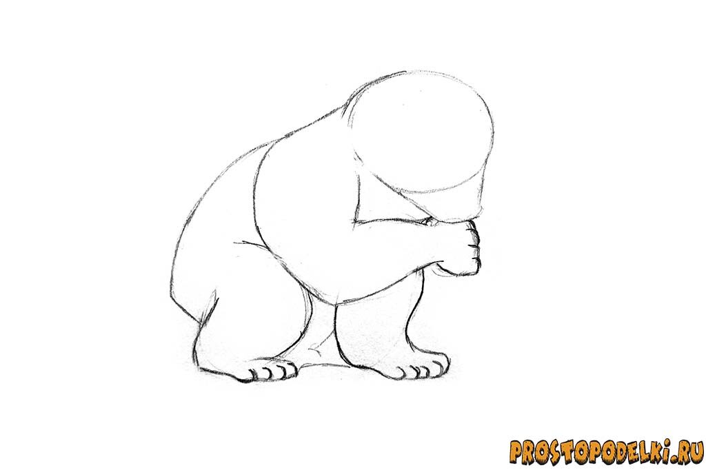 Как нарисовать белого медведя-04