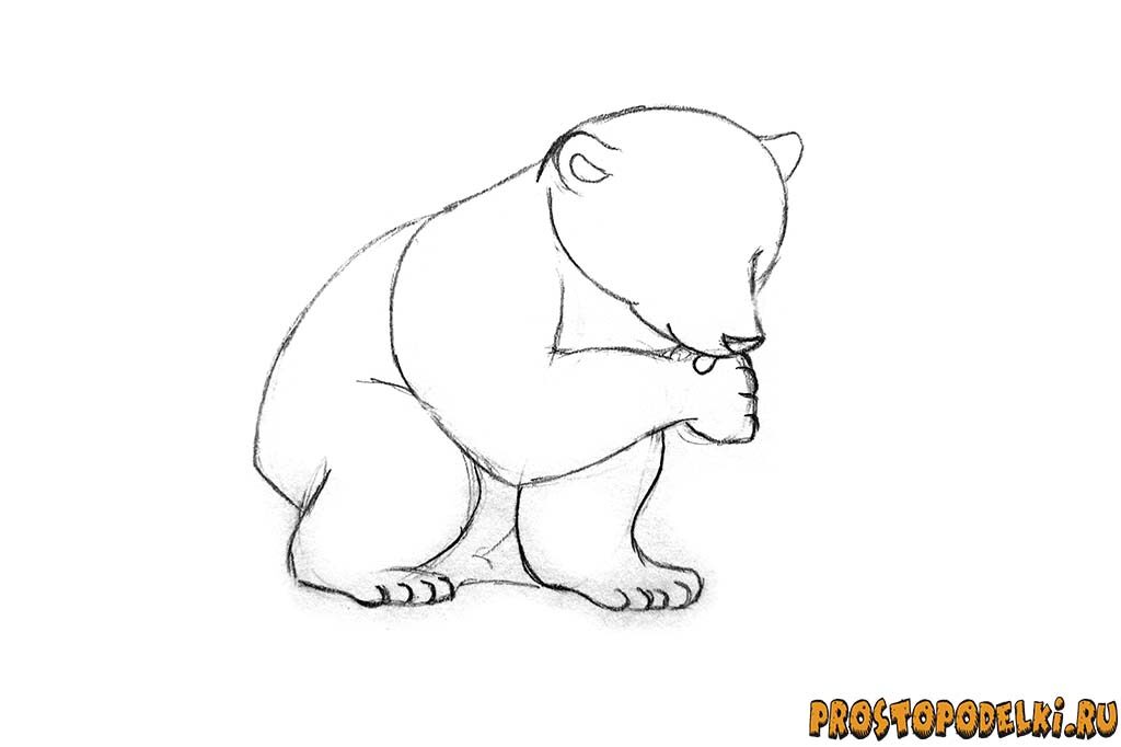 Как нарисовать белого медведя-05