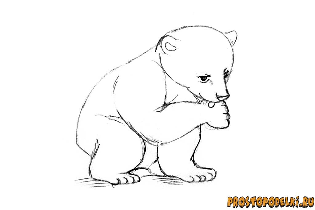 Как нарисовать белого медведя-06