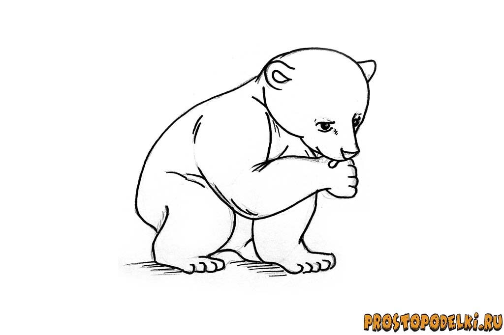 Как нарисовать белого медведя-07