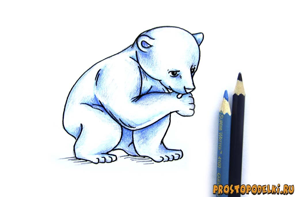 Как нарисовать белого медведя-08