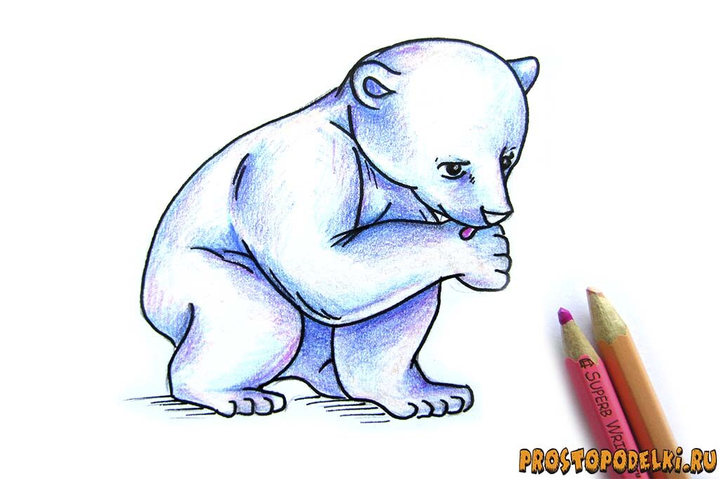 Как нарисовать белого медведя-09