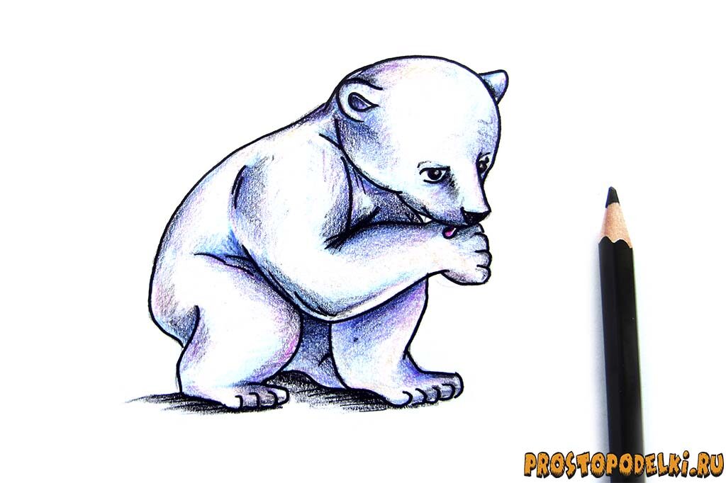 Как нарисовать белого медведя-10