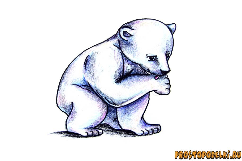 Как нарисовать белого медведя-11